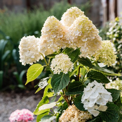 hortensja-bukietowa-hydrangea-paniculata-little-spooky-zielonapara-sadzonka-duza-zdrowa-biale-kwiaty
