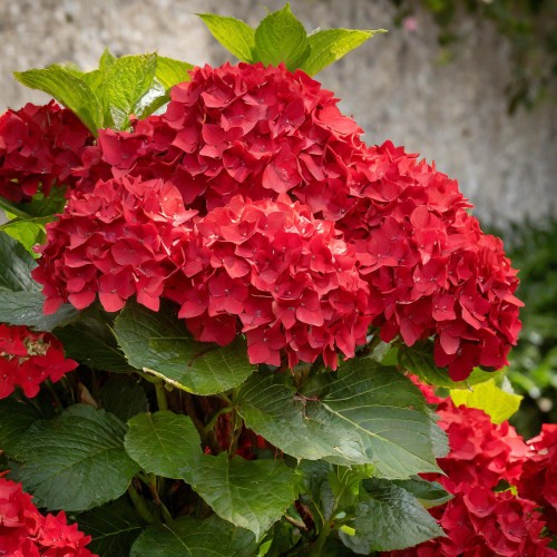 hortensja-ogrodowa-hydrangea-macrophylla-red-baron-zielonapara-sadzonka-duza-zdrowa-czerwone-kwiaty