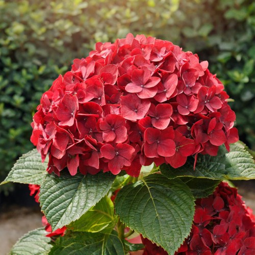 hortensja-ogrodowa-hydrangea-macrophylla-red-baron-zielonapara-sadzonka-duza-zdrowa-czerwone-kwiaty