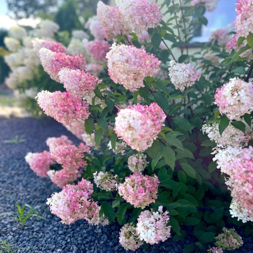 hortensja-ogrodowa-hydrangea-macrophylla-pink-lady-c7-zielonapara-sadzonka-duza-zdrowa-rozowe-kwiaty