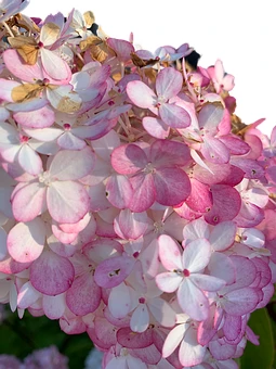 hortensja-ogrodowa-hydrangea-macrophylla-pink-lady-c7-zielonapara-sadzonka-duza-zdrowa-rozowe-kwiaty
