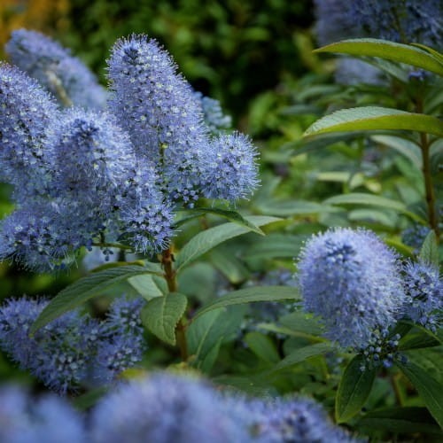 prusznik-niebieski-ceanothus-blue-jeans-zielonapara-sadzonka-duza-zdrowa-niebieskie-puszyste-kwiaty