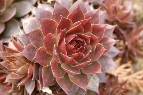 rojnik-sempervivum-red-rose-zielonapara-sadzonka-duza-zdrowa-czerwone-rozety