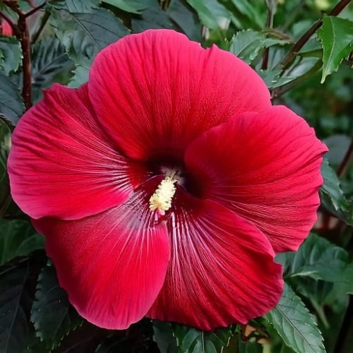 hibiskus-bylinowy-hibiscus-moscheutos-summerific-holy-grail-zielonapara-sadzonka-duza-zdrowa-czerwone-kwiaty-ciemne-liscie