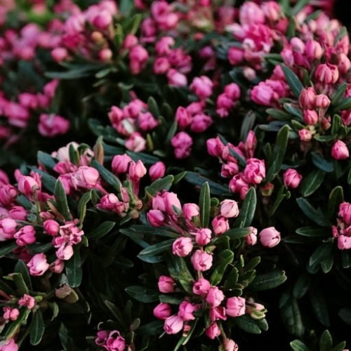 modrzewnica-pospolita-andromeda-polifolia-compacta-zielonapara-sadzonka-duza-zdrowa-rozowe-kwiaty