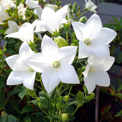 rozwar-wielkokwiatowy-platycodon-grandiflorus-fuji-white-zielonapara-sadzonka-duza-zdrowa-biale-kwiaty