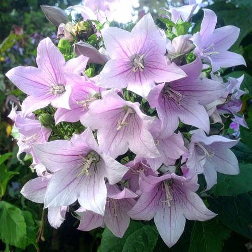 rozwar-wielkokwiatowy-platycodon-grandiflorus-fuji-pink-zielonapara-sadzonka-duza-zdrowa-rozowe-kwiaty