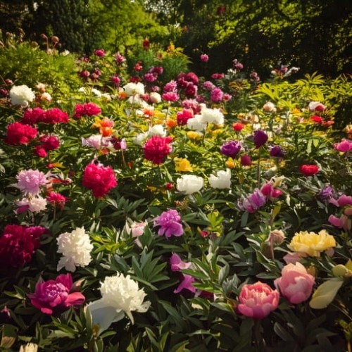 piwonia-chinska-paeonia-lactiflora-mix-zielonapara-sadzonka-duza-zdrowa-kolorowe-kwiaty