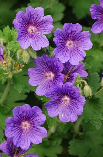 bodziszek-geranium-oxonianum-gravetye-zielonapara-sadzonka-duza-zdrowa-rozowe-kwiaty
