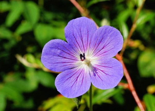 bodziszek-geranium-oxonianum-gravetye-zielonapara-sadzonka-duza-zdrowa-rozowe-kwiaty