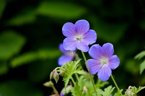 bodziszek-geranium-oxonianum-gravetye-zielonapara-sadzonka-duza-zdrowa-rozowe-kwiaty