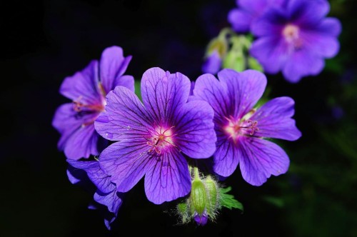 bodziszek-geranium-oxonianum-gravetye-zielonapara-sadzonka-duza-zdrowa-rozowe-kwiaty