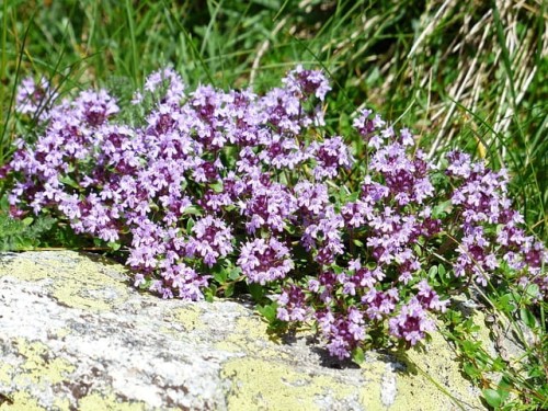 macierzanka-karpacka-thymus-pulegioides-zielonapara-sadzonka-duza-zdrowa-rozowe-kwiaty