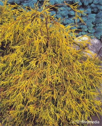 cyprysik-groszkowy-chamaecyparis-pisifera-tsatsumi-gold-zielonapara-sadzonka-duza-zdrowa-zlociste-iglaki