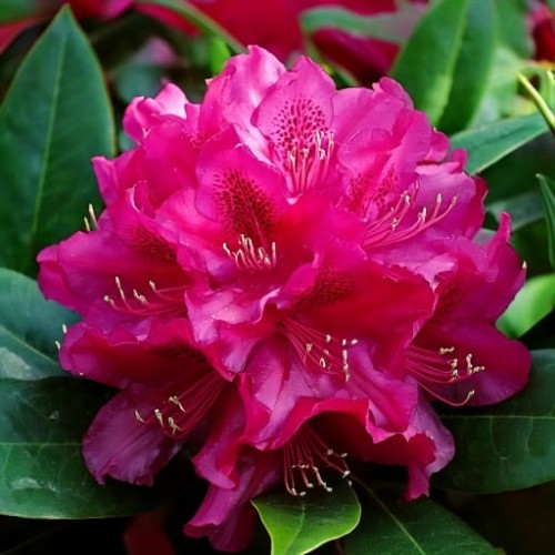 rozanecznik-rhododendron-catawbiense-nova-zembla-zielonapara-sadzonka-duza-zdrowa-czerwone-kwiaty