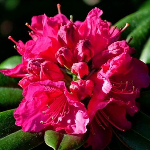 rozanecznik-rhododendron-catawbiense-nova-zembla-zielonapara-sadzonka-duza-zdrowa-czerwone-kwiaty