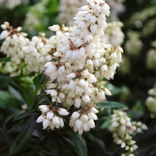 Pieris japoński Bonfire C4