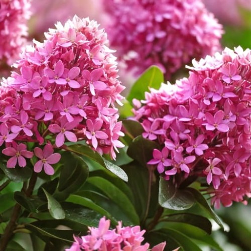 twardziczka-clethra-alnifolia-pink-elle-zielonapara-sadzonka-duza-zdrowa-rozowe-kwiaty
