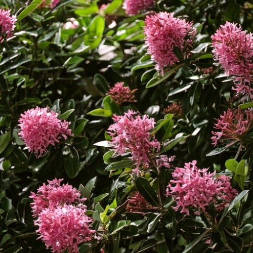 twardziczka-clethra-alnifolia-pink-elle-zielonapara-sadzonka-duza-zdrowa-rozowe-kwiaty