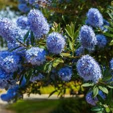 prusznik-polplozy-ceanothus-thyrsiflorus-blue-diamond-zielonapara-sadzonka-duza-zdrowa-niebieskie-kwiaty