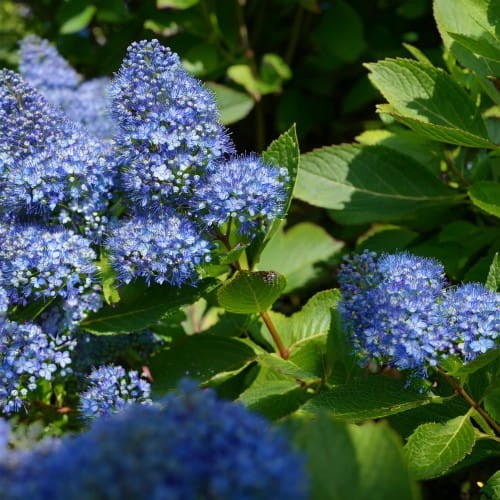 prusznik-plozy-ceanothus-thyrsiflorus-autumnal-blue-zielonapara-sadzonka-duza-zdrowa-niebieskie-kwiaty