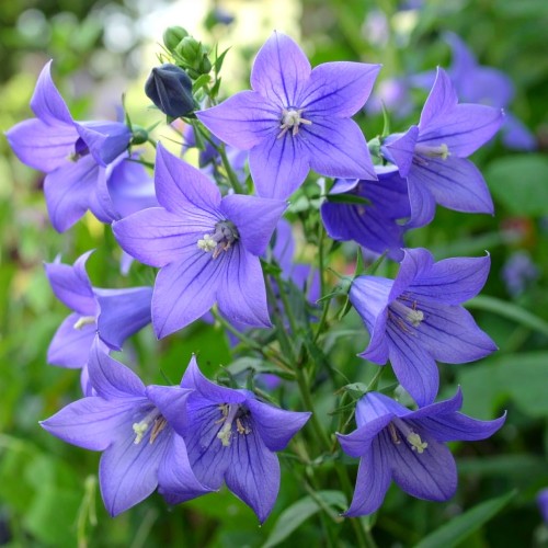 rozwar-wielkokwiatowy-platycodon-grandiflorus-fuji-blau-zielonapara-sadzonka-duza-zdrowa-niebieskie-kwiaty