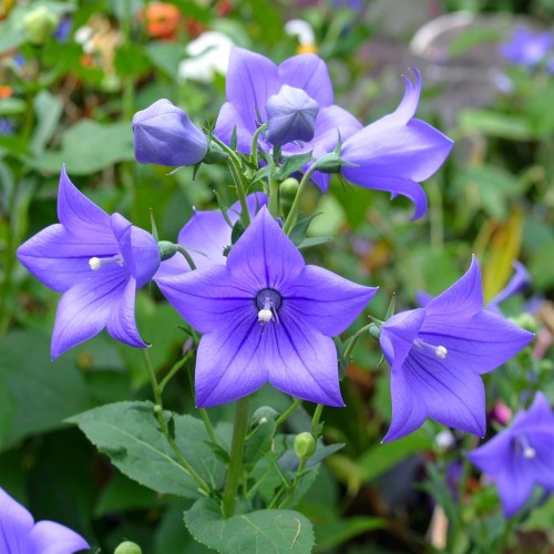 rozwar-wielkokwiatowy-platycodon-grandiflorus-fuji-blau-zielonapara-sadzonka-duza-zdrowa-niebieskie-kwiaty