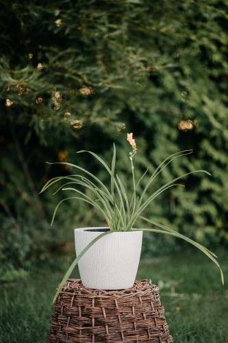 liliowiec-hemerocallis-spacecoast-early-bird-zielonapara-sadzonka-duza-zdrowa-zolto-rozowe-kwiaty
