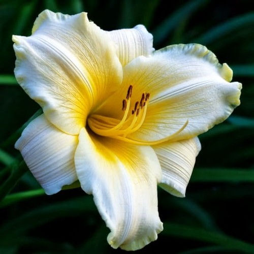 liliowiec-hemerocallis-mini-pearl-zielonapara-sadzonka-duza-zdrowa-rozowe-kwiaty
