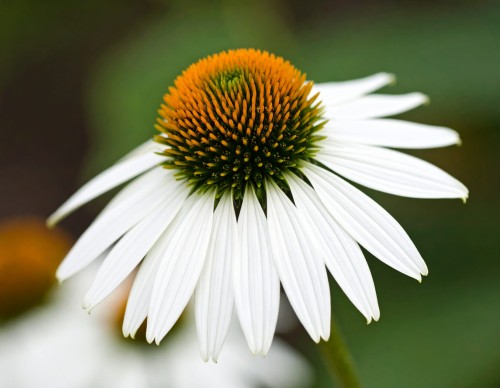 jezowka-purpurowa-echinacea-purpurea-meditation-white-zielonapara-sadzonka-duza-zdrowa-biale-kwiaty