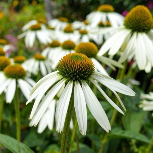 jezowka-purpurowa-echinacea-purpurea-meditation-white-zielonapara-sadzonka-duza-zdrowa-biale-kwiaty