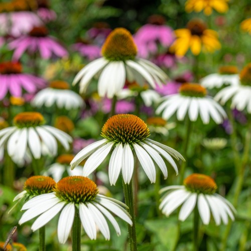 jezowka-purpurowa-echinacea-purpurea-meditation-white-zielonapara-sadzonka-duza-zdrowa-biale-kwiaty