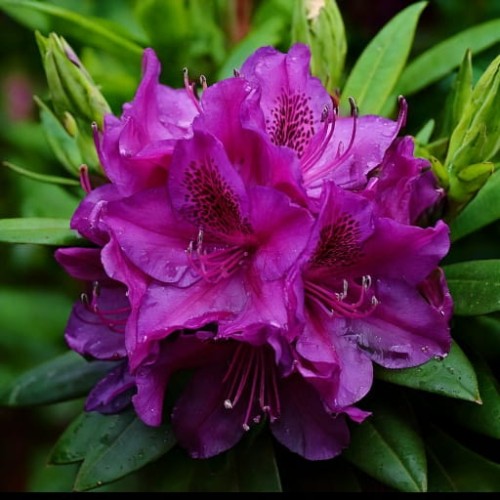 rozanecznik-rhododendron-catawbiense-polarnacht-zielonapara-sadzonka-duza-zdrowa-fioletowe-kwiaty