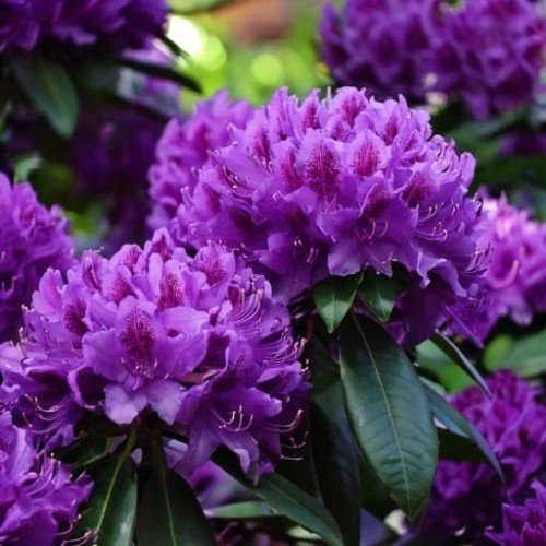 rozanecznik-rhododendron-catawbiense-polarnacht-zielonapara-sadzonka-duza-zdrowa-fioletowe-kwiaty