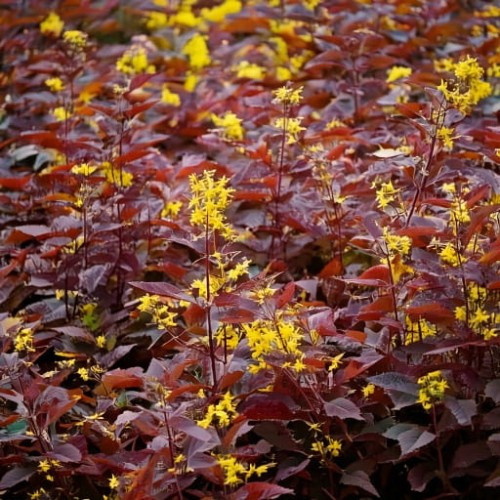 diervilla-diervilla-rivularis-troja-black-zielonapara-sadzonka-duza-zdrowa-ciemne-liscie-zolte-kwiaty