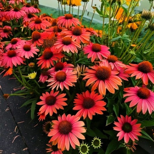 jezowka-purpurowa-echinacea-purpurea-meditation-cerise-zielonapara-sadzonka-duza-zdrowa-rozowe-kwiaty
