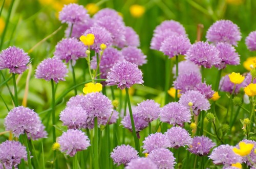 szczypiorek-allium-schoenoprasum-zielonapara-sadzonka-duza-zdrowa-jadalne-liscie