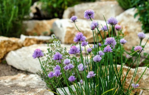 szczypiorek-allium-schoenoprasum-zielonapara-sadzonka-duza-zdrowa-jadalne-liscie