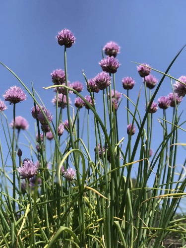 szczypiorek-allium-schoenoprasum-zielonapara-sadzonka-duza-zdrowa-jadalne-liscie