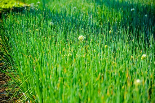 szczypiorek-allium-schoenoprasum-zielonapara-sadzonka-duza-zdrowa-jadalne-liscie