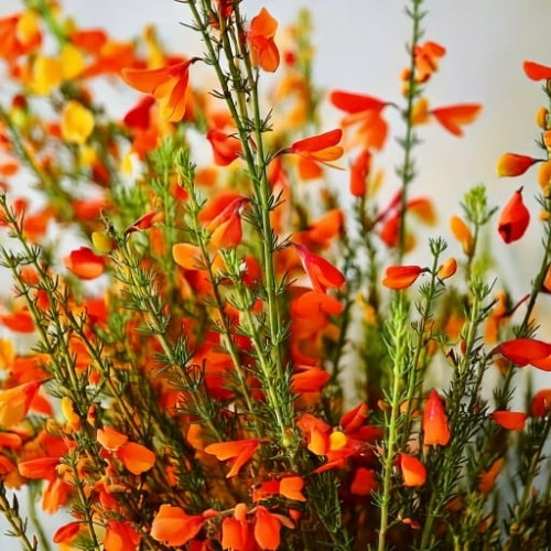 zarnowiec-cytisus-scoparius-zielonapara-sadzonka-duza-zdrowa-zolte-kwiaty