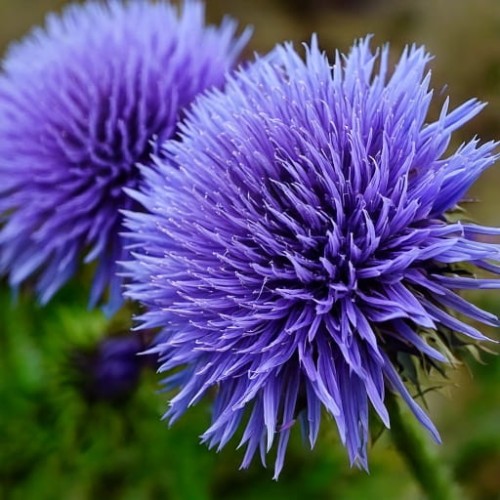 kulnik-sercolistny-globularia-cordifolia-zielonapara-sadzonka-duza-zdrowa-niebieskie-kwiaty