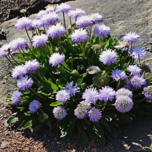 kulnik-sercolistny-globularia-cordifolia-zielonapara-sadzonka-duza-zdrowa-niebieskie-kwiaty
