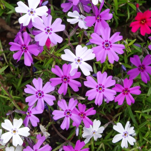 floks-szydlasty-phlox-subulata-mix-zielonapara-sadzonka-duza-zdrowa-kolorowe-kwiaty