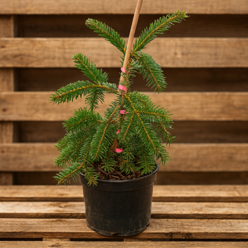 jodla-pospolita-abies-alba-pendula-zielonapara-sadzonka-duza-zdrowa-zwisajace-galezie