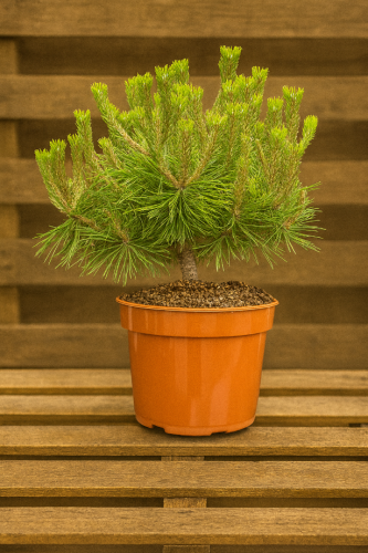 sosna-gestokwiatowa-pinus-densiflora-low-glow-zielonapara-sadzonka-duza-zdrowa-niski-pokroj