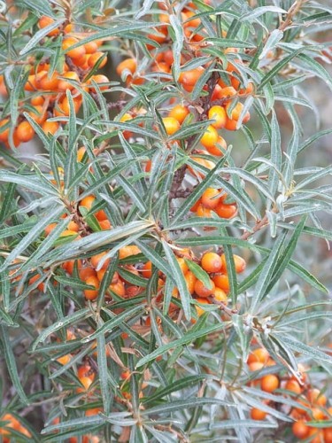 rokitnik-zwyczajny-hippophae-rhamnoides-pollmix-zielonapara-sadzonka-duza-zdrowa-zapylacz