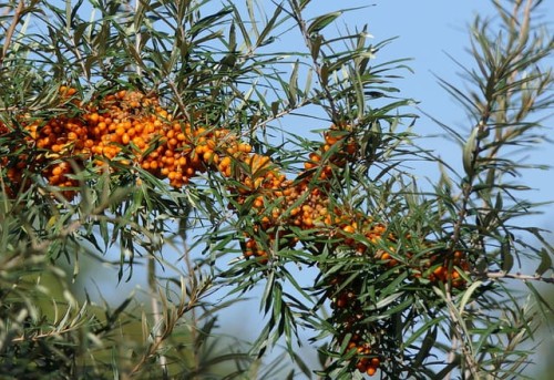 rokitnik-zwyczajny-hippophae-rhamnoides-pollmix-zielonapara-sadzonka-duza-zdrowa-zapylacz