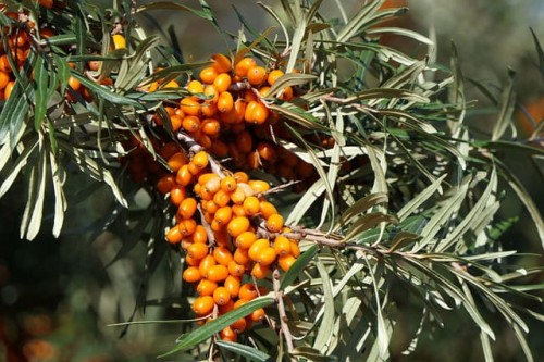 rokitnik-zwyczajny-hippophae-rhamnoides-pollmix-zielonapara-sadzonka-duza-zdrowa-zapylacz