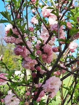 migdalek-trojklapowy-prunus-triloba-na-pniu-zielonapara-sadzonka-duza-zdrowa-rozowe-kwiaty
